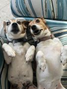 1249-43c2641914ed4ca58a7f4fde93c6e6a9_prev